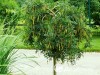 Karagana paprastoji ,Pendula' (lot. Caragana arborescens)